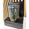 Ficus bonsai ve skle