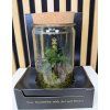 Ficus bonsai ve skle