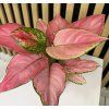 Aglaonema geely red