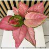Aglaonema geely red