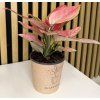 Aglaonema geely red