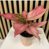 Aglaonema geely red