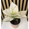 Aglaonema white
