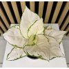 Aglaonema white