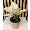 Aglaonema white