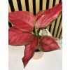 Aglaonema beauty red