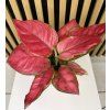 Aglaonema beauty red