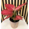 Aglaonema beauty red