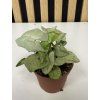 Syngonium milk confetti mini