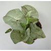 Syngonium milk confetti mini