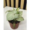 Syngonium milk confetti mini