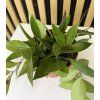 Hoya carnosa