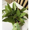 Hoya carnosa