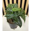 Monstera siltepecana