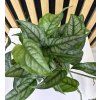 Monstera siltepecana