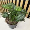 Monstera siltepecana