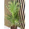 Washingtonia