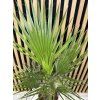 Washingtonia