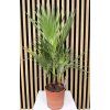 Washingtonia