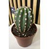 Cereus