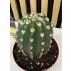 Cereus