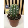 Cereus