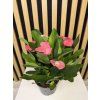 Euphorbia tiara charlotte