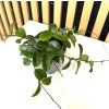 Hoya mathilde