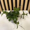 Hoya mathilde