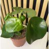 Peperomia rainbow