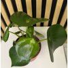 Peperomia rainbow