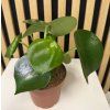 Peperomia rainbow