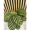 Calathea Makoyana