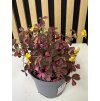 Oxalis