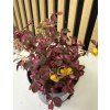 Oxalis