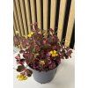 Oxalis