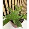 Hoya krohniana