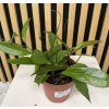 Hoya krohniana