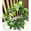 Hoya mathilde oblouk