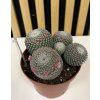 Mammilaria
