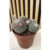 Mammilaria