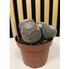 Mammilaria