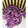 Tradescancia pink paradise