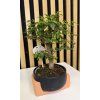 Bonsai černá