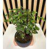 Bonsai černá