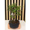 Bonsai černá