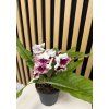 Streptocarpus bílá