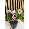 Streptocarpus bílá