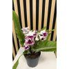 Streptocarpus bílá