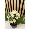 Streptocarpus žlutá
